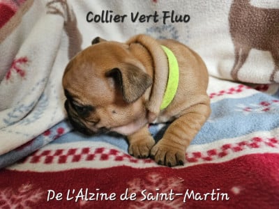 Bouledogue français