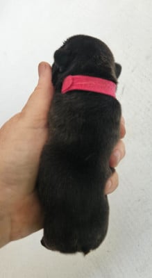 Les chiots de Bouledogue français