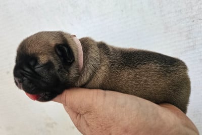 Les chiots de Bouledogue français