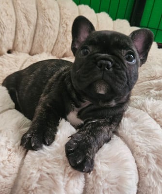 Les chiots de Bouledogue français