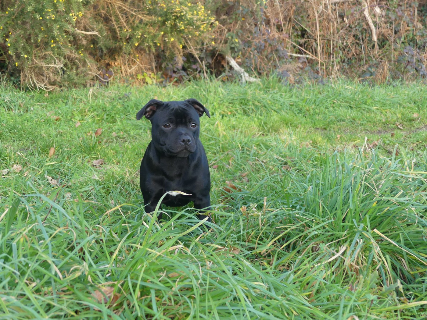 A lovely mister t Ofthe Puil