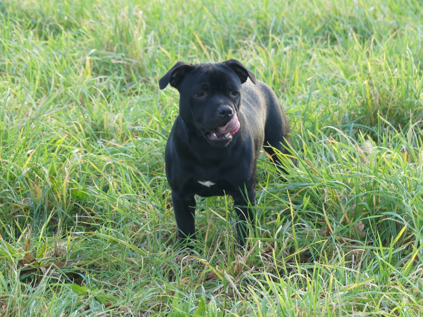 A lovely mister t Ofthe Puil