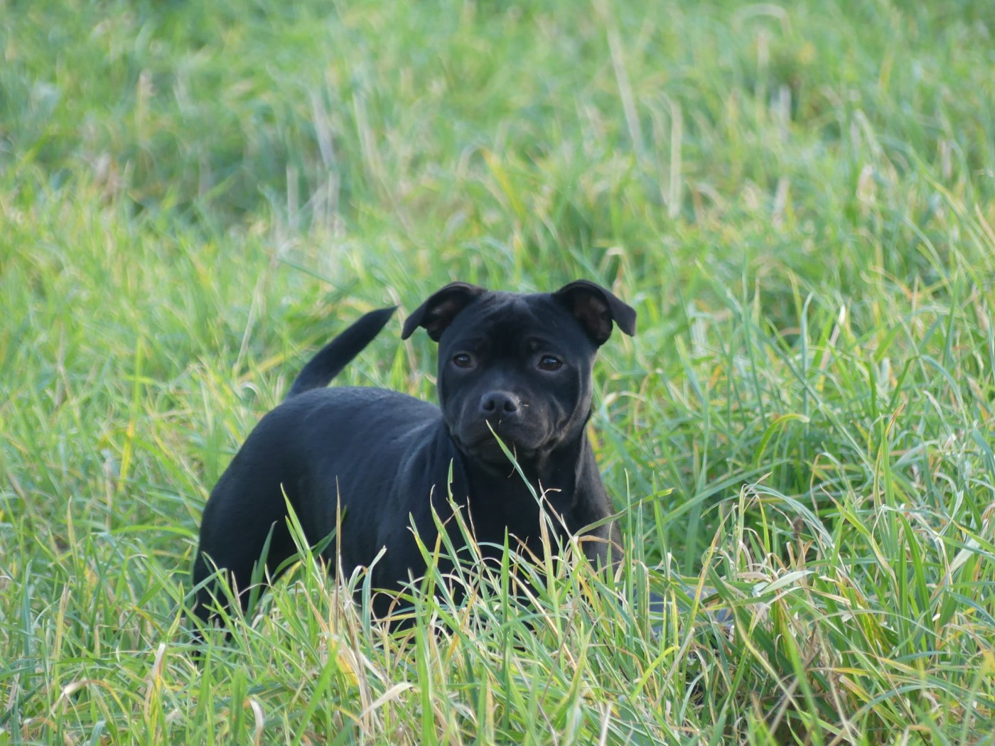 Apple love Ofthe Puil