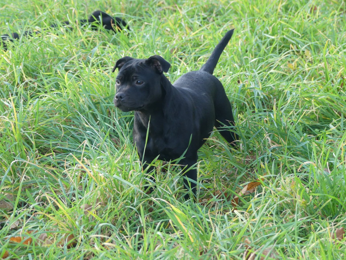 Apple love Ofthe Puil