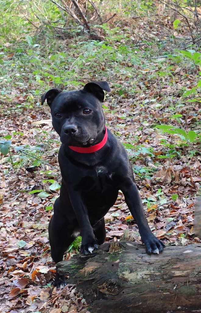 A black pearl Ofthe Puil