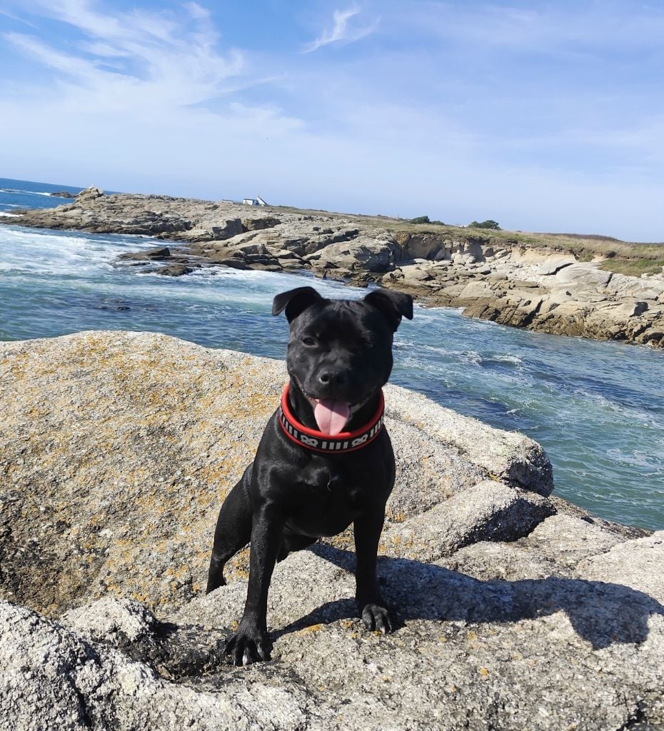 A black pearl Ofthe Puil