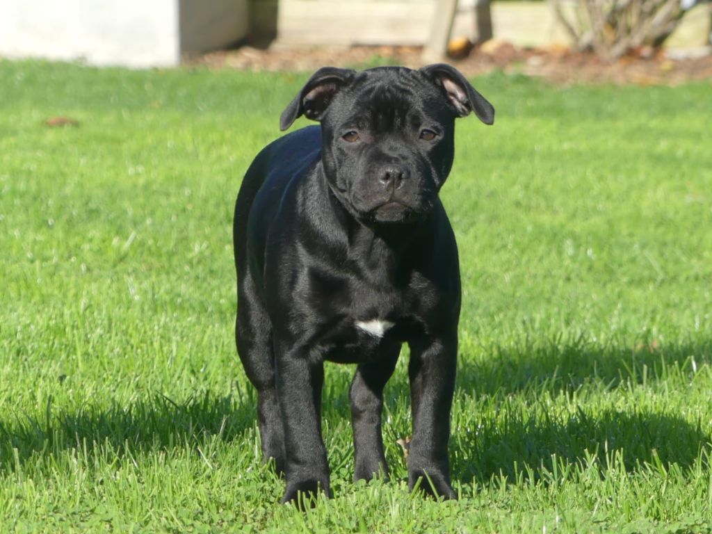 A lovely mister t Ofthe Puil