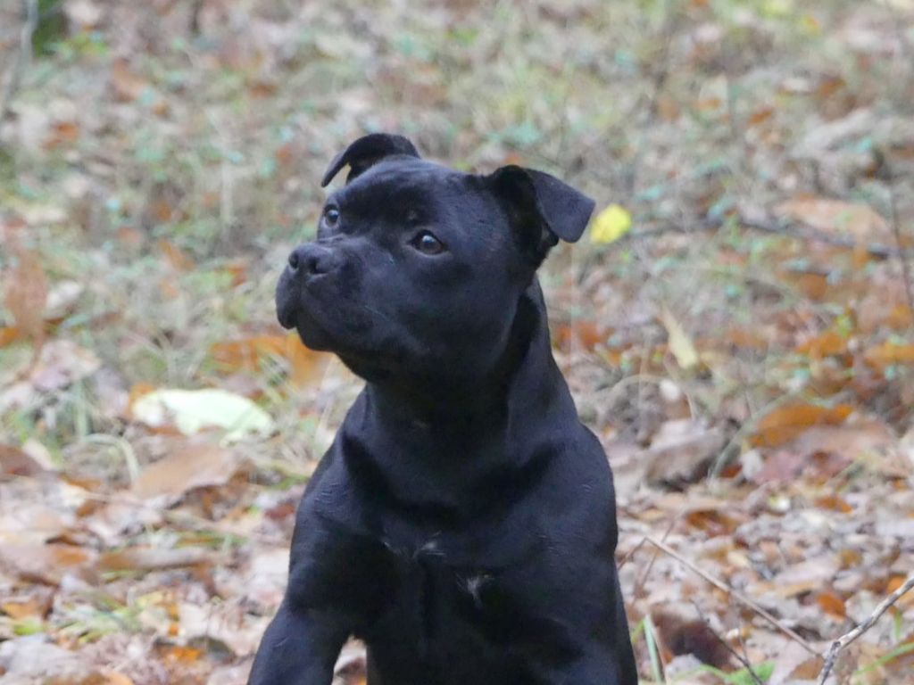 A black pearl Ofthe Puil