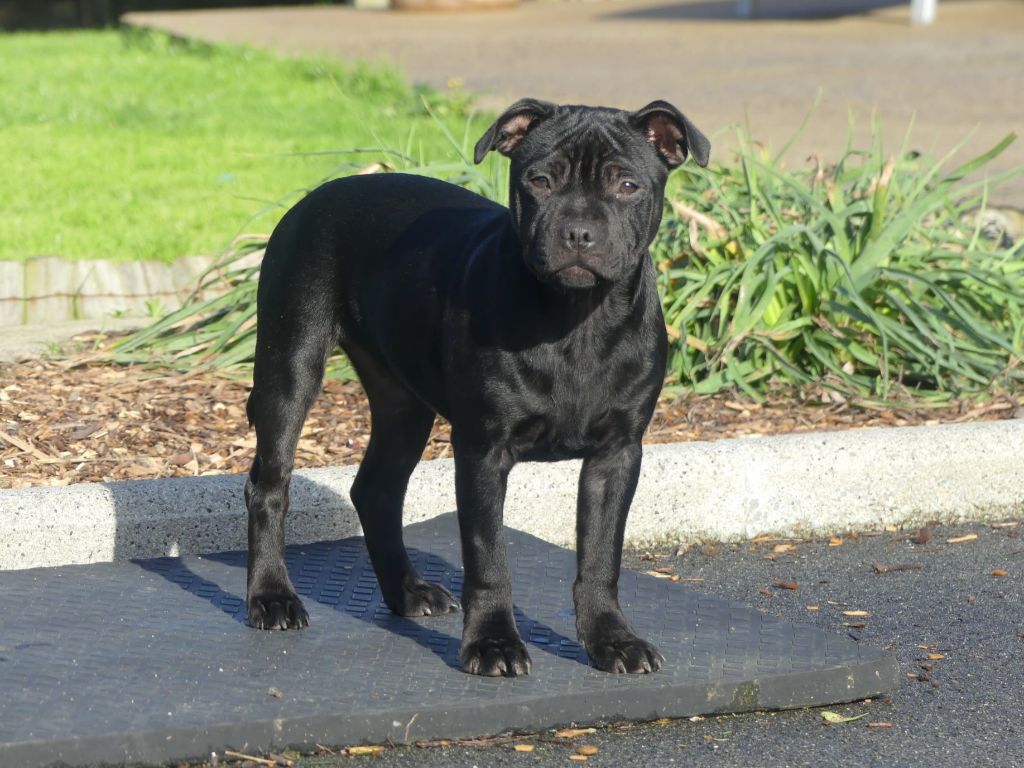 Apple love Ofthe Puil