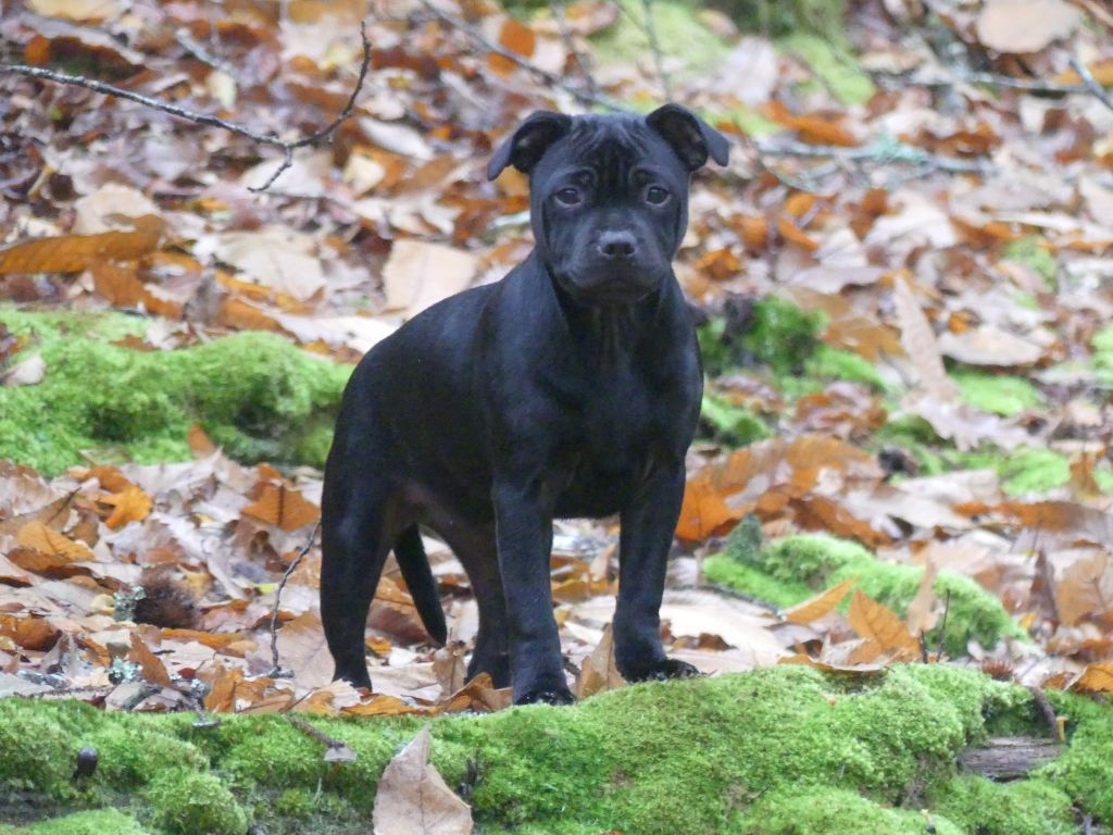 Apple love Ofthe Puil