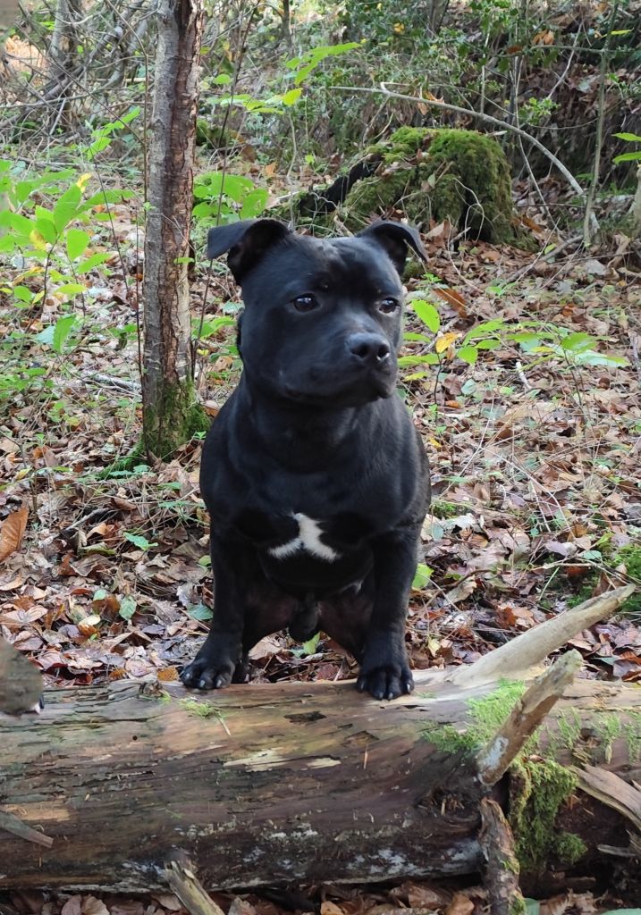 Air jordan Ofthe Puil