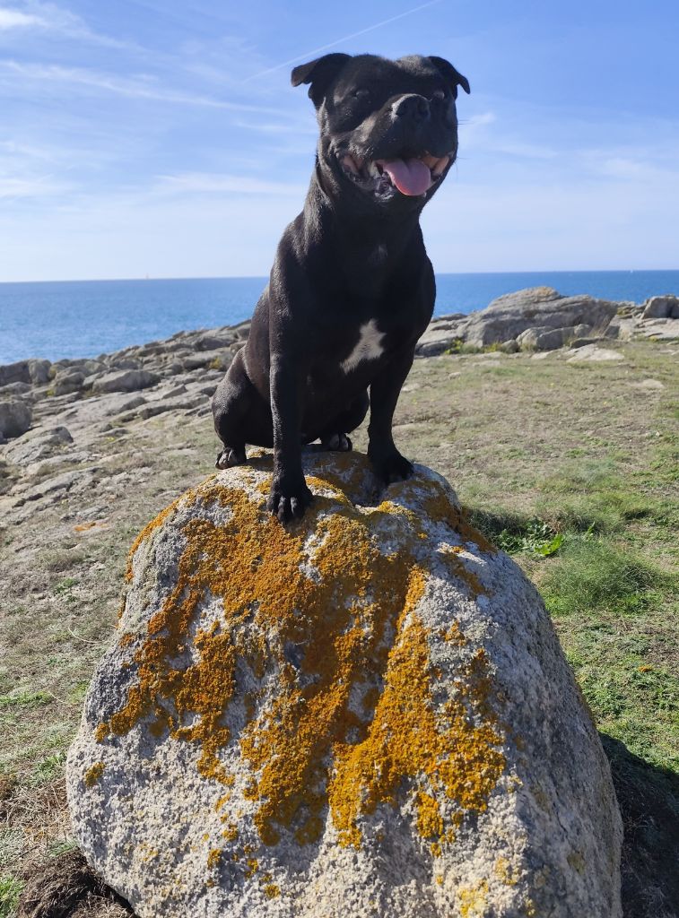 Toon ofthe puil Staffi'n red