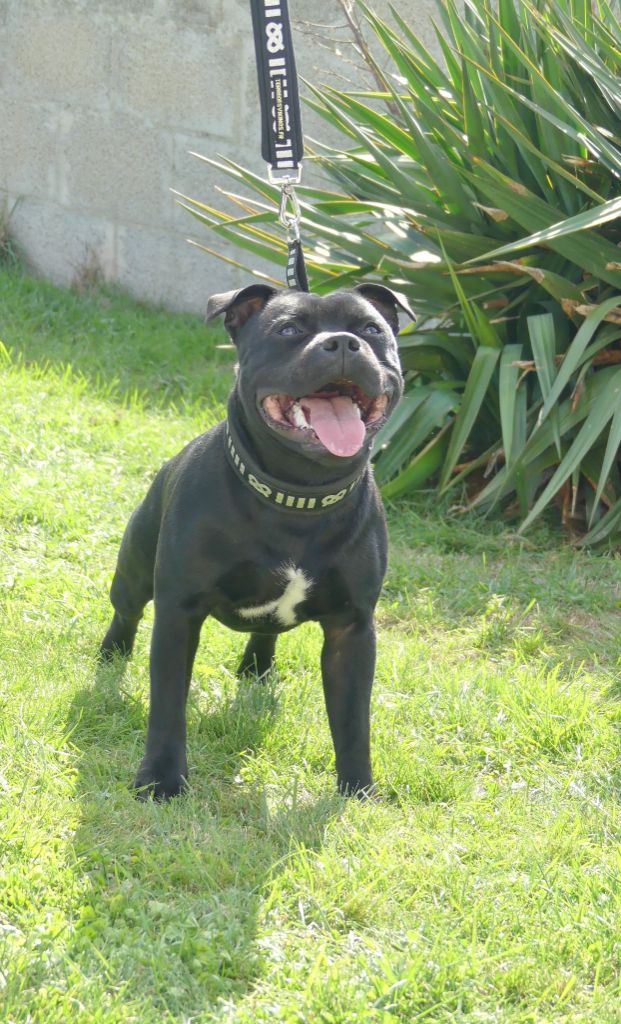 Air jordan Ofthe Puil