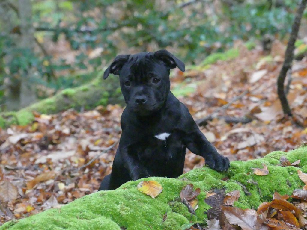 A lovely mister t Ofthe Puil