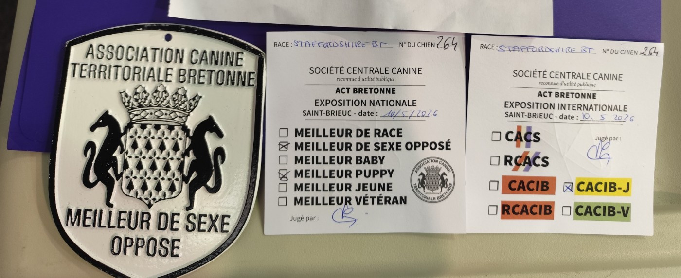 A lovely mister t Ofthe Puil - 1er meilleur de sexe opposé - meilleur jeune