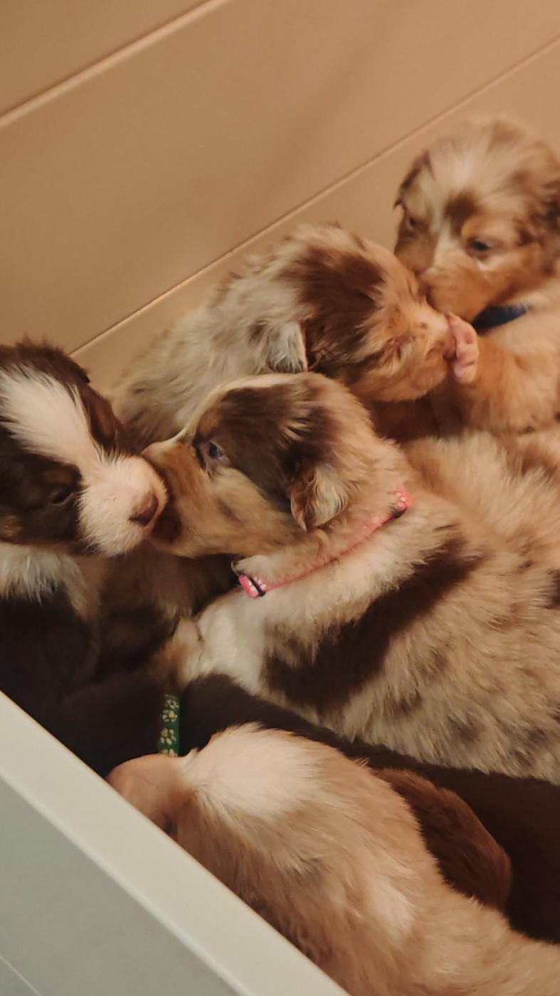 Berger Australien - De La Terre Du Fackenthal