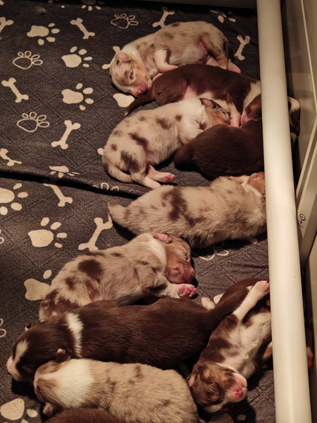 Chiot Berger Australien