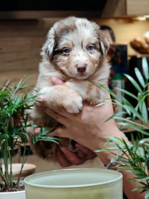 Les chiots de Berger Australien
