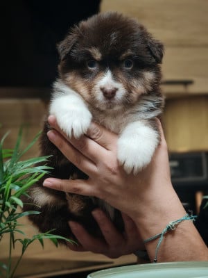 Les chiots de Berger Australien