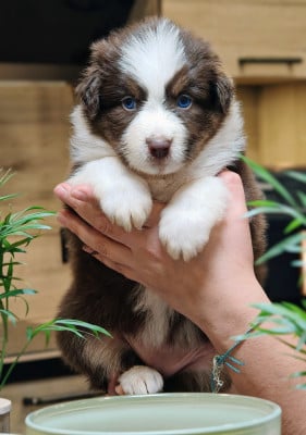 Les chiots de Berger Australien