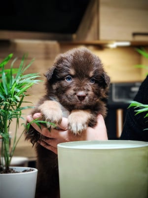 Les chiots de Berger Australien