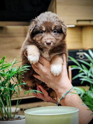 Les chiots de Berger Australien