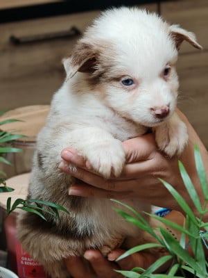 Les chiots de Berger Australien