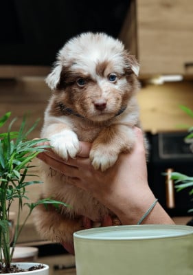 Les chiots de Berger Australien