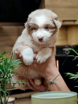 Les chiots de Berger Australien