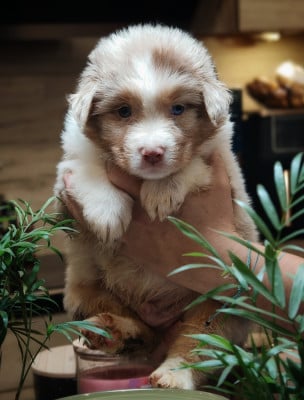 Les chiots de Berger Australien