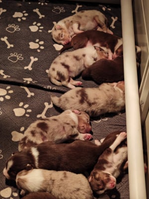 Les chiots de Berger Australien