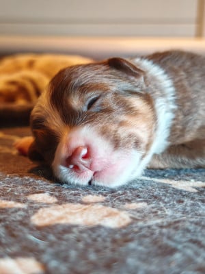 Les chiots de Berger Australien