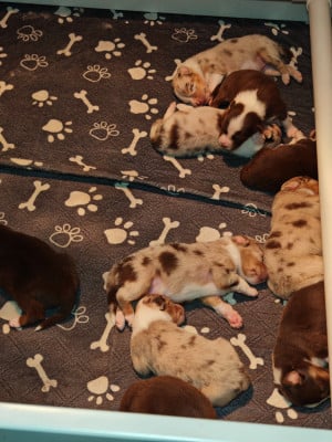Les chiots de Berger Australien