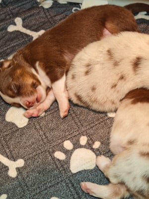 Les chiots de Berger Australien