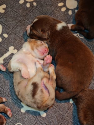 Les chiots de Berger Australien