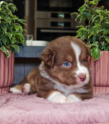 Les chiots de Berger Australien