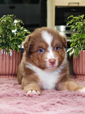 Les chiots de Berger Australien