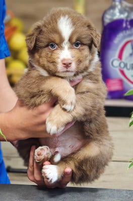 Les chiots de Berger Australien