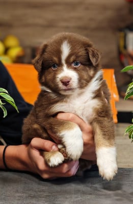 Les chiots de Berger Australien