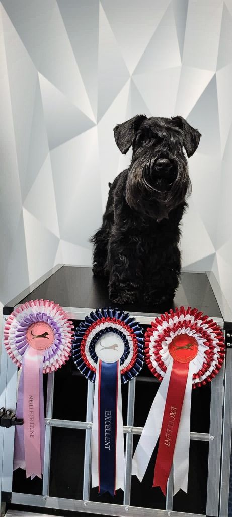 CH. Real dream At Future Look - Meilleure Jeune / Championne de France Jeune / Junior Latin winner