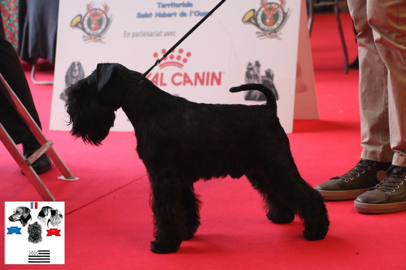 Vinicius Back To The Start - 1er Exc/CACS/Meilleur de race