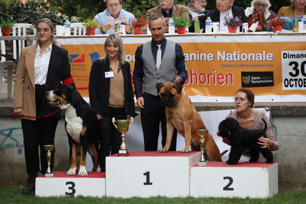 CH. Real dream At Future Look - CACS / Meilleur de race / 2e meilleur chien du groupe 2