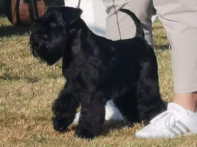 CH. Real dream At Future Look - 2e excellent