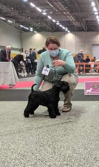 CH. Real dream At Future Look - 1er Exc / Meilleure jeune / Meilleur de sexe opposé