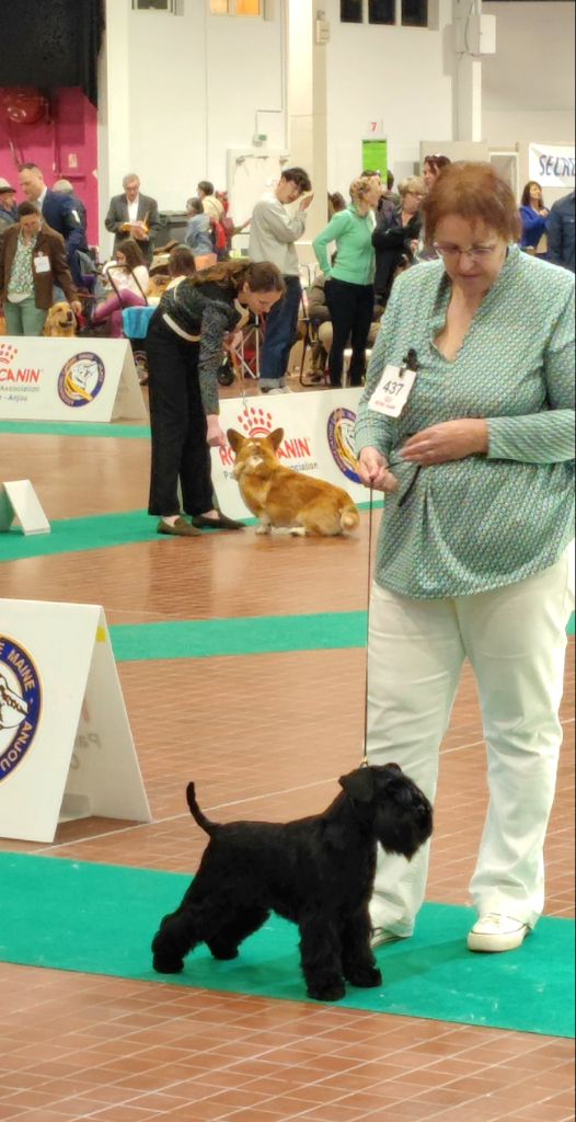 CH. Real dream At Future Look - CACS / Meilleur de sexe opposé