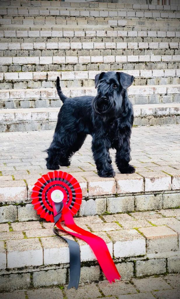 CH. Real dream At Future Look - CACS CACIB / Meilleur de sexe opposé