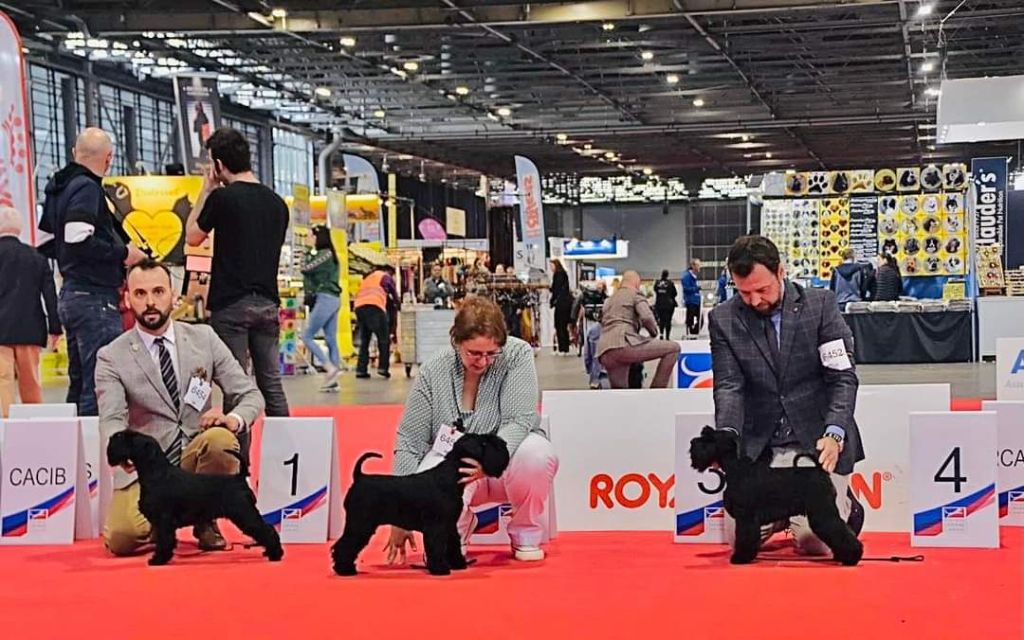 CH. Real dream At Future Look - 1er Excellent