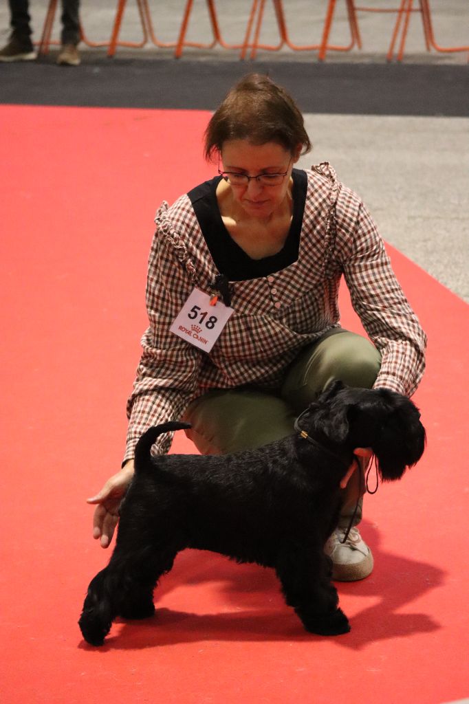 CH. Real dream At Future Look - RCACS / RCACIB