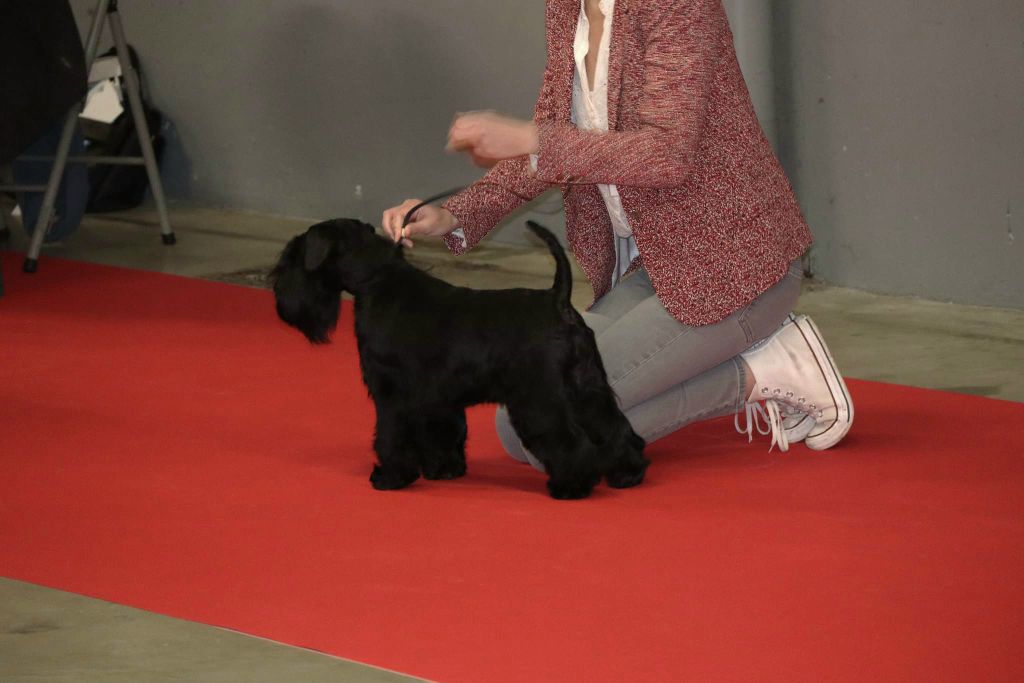 CH. Real dream At Future Look - RCACS