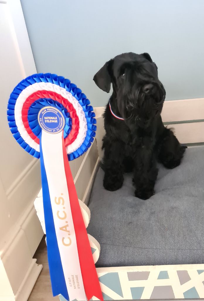 CH. Real dream At Future Look - CACS / CACIB / Meilleur de sexe opposé